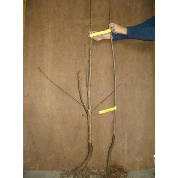 MORELA HARCOT soczysta słodka - sadzonki 90 / 120 cm